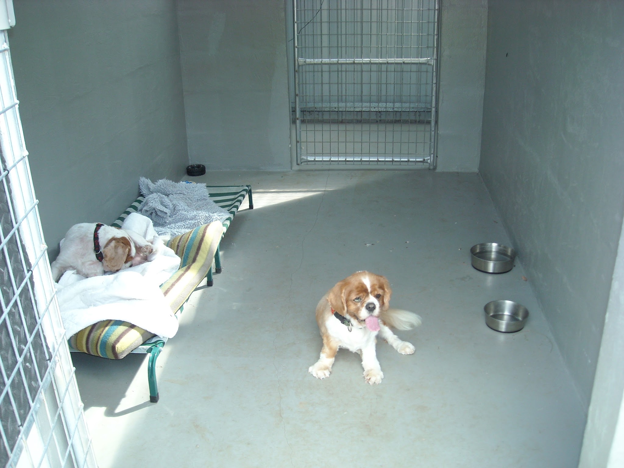 Inside one of the indoor kennels: a sealed floor, two raised beds with blankets, and fresh water bowls