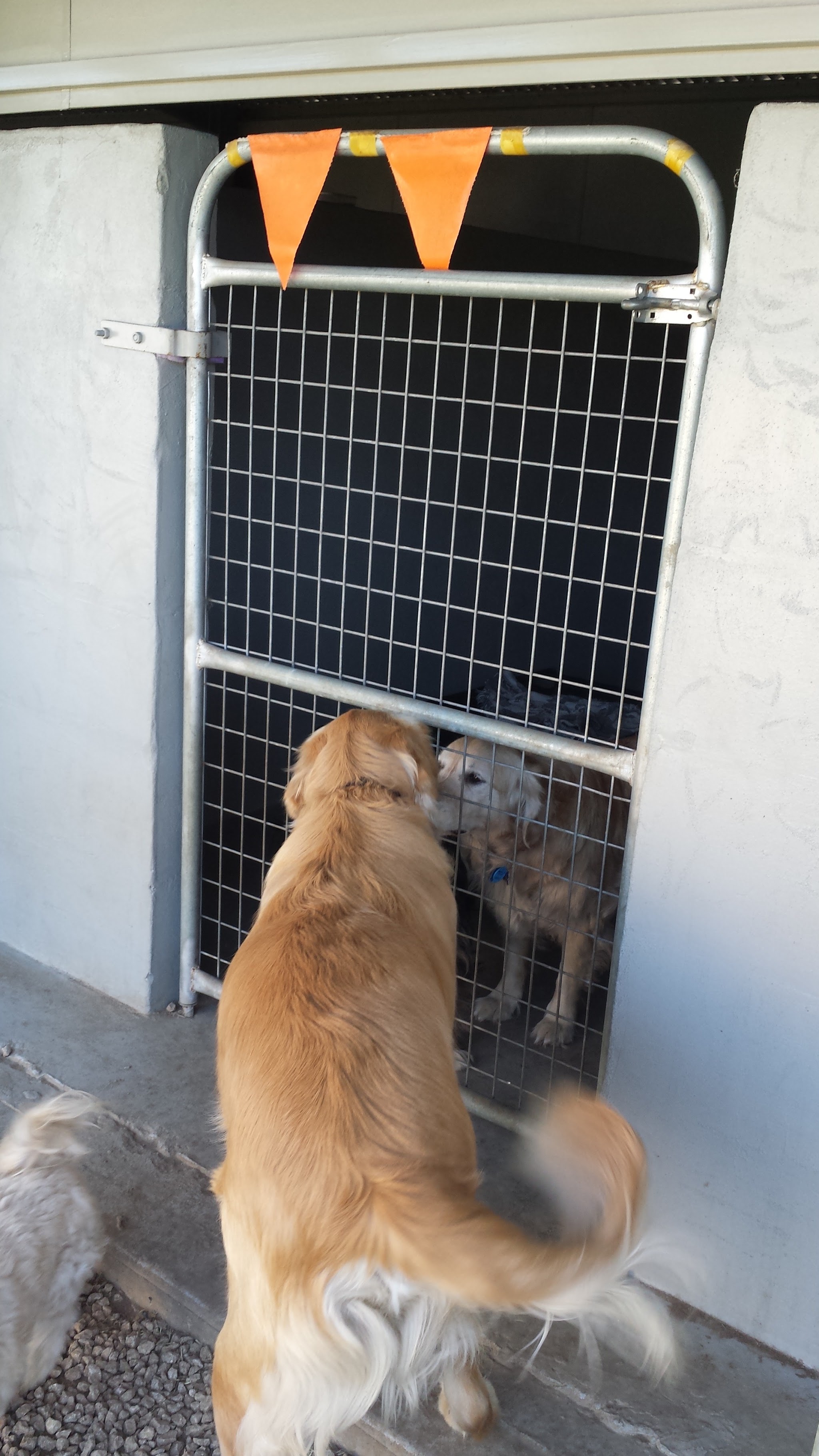 A golden retriever greeting another dog through the mesh gate of a kennel run