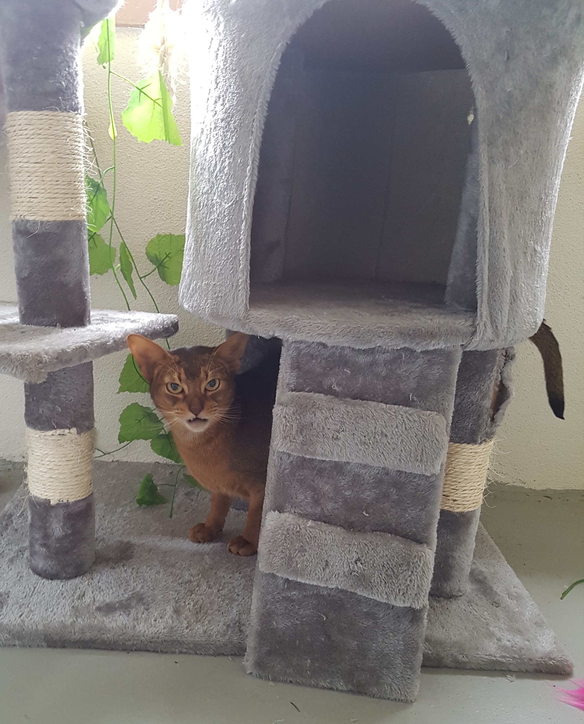 A cat sitting on a carpeted cat tower inside the cattery