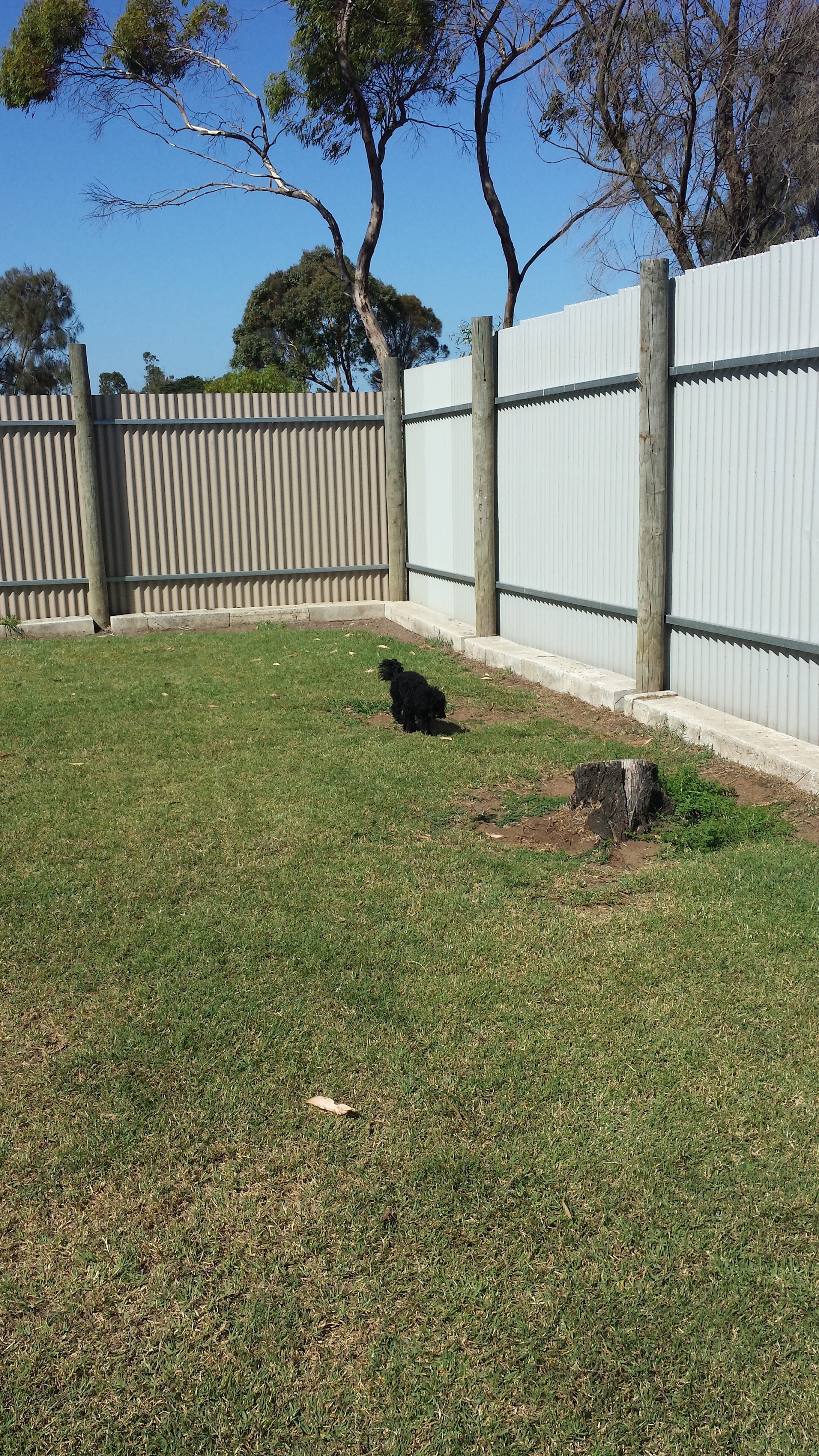 A fenced, mown grass exercise yard under gum trees with a small black dog in it